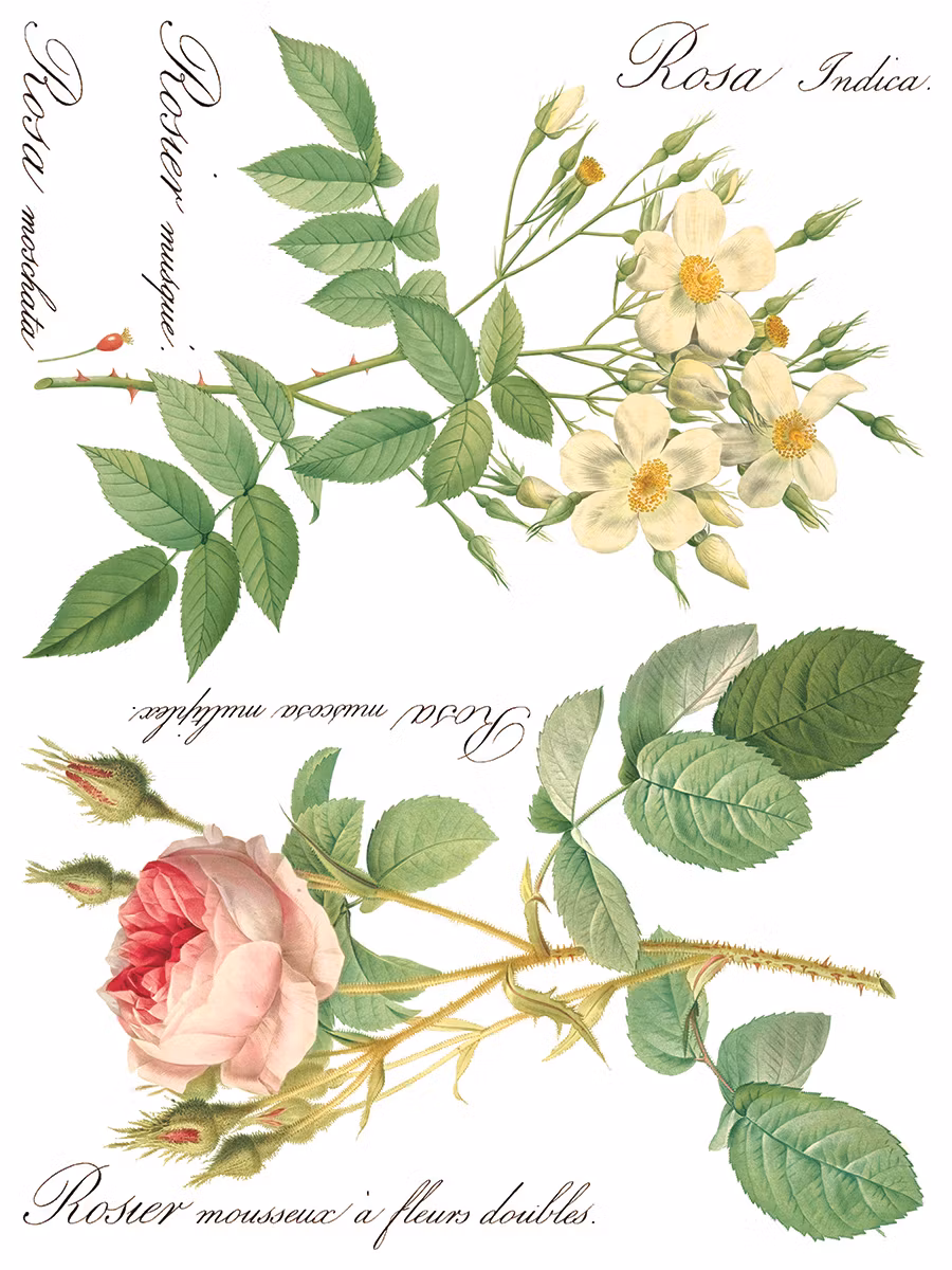 IOD Transfer Rose Botanical