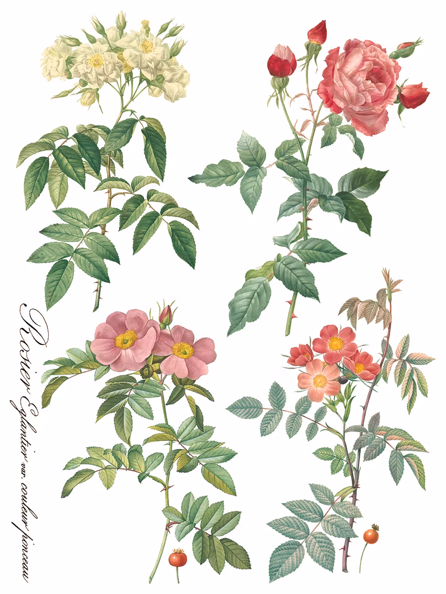 IOD Transfer Rose Botanical