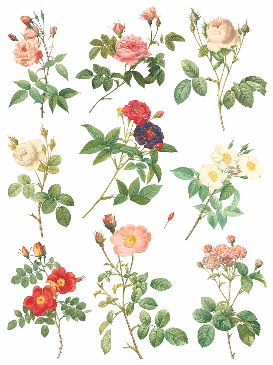 IOD Transfer Rose Botanical