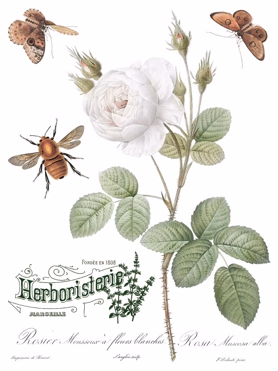 IOD Transfer Brocante