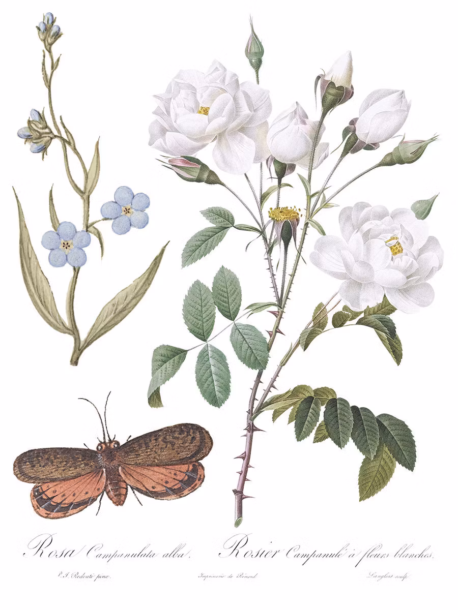 IOD Transfer Brocante