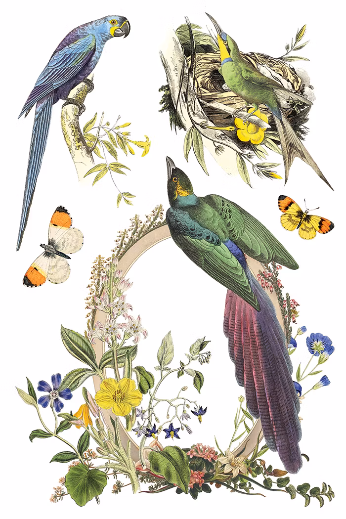 IOD Transfer Flora Greca