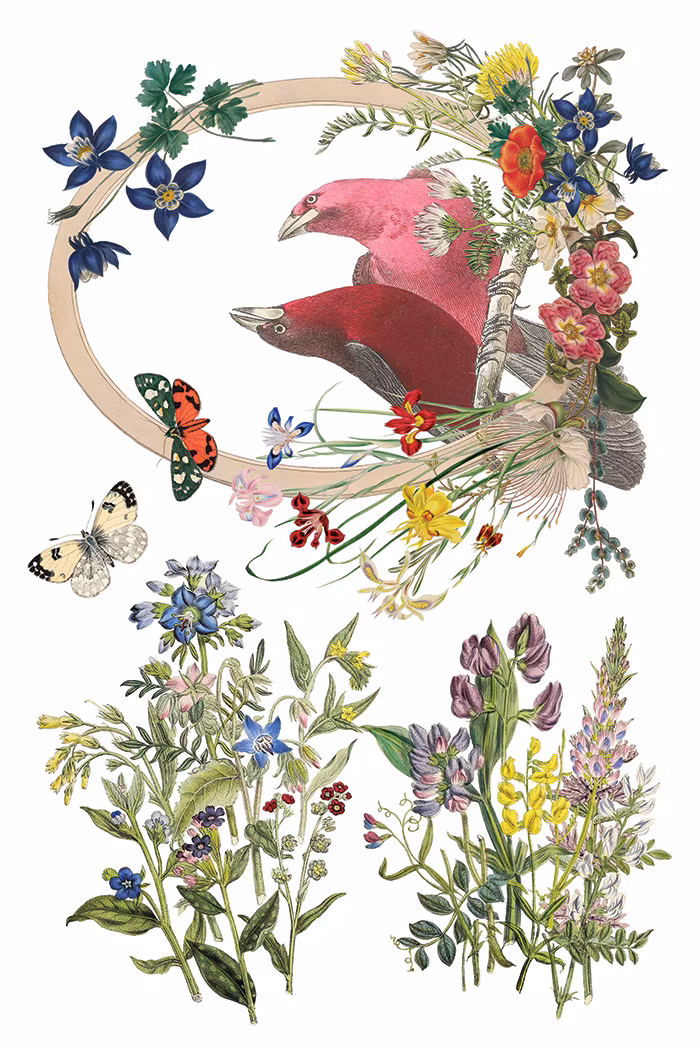 IOD Transfer Flora Greca