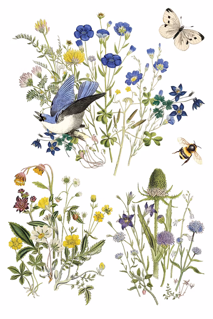 IOD Transfer Flora Greca