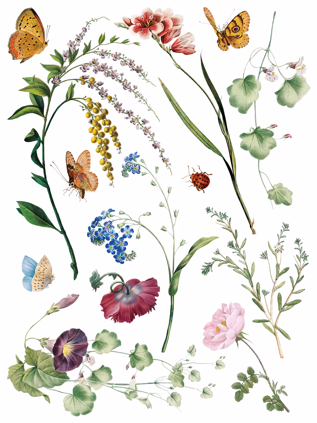 IOD Transfer Marche des Fleurs - på ingång