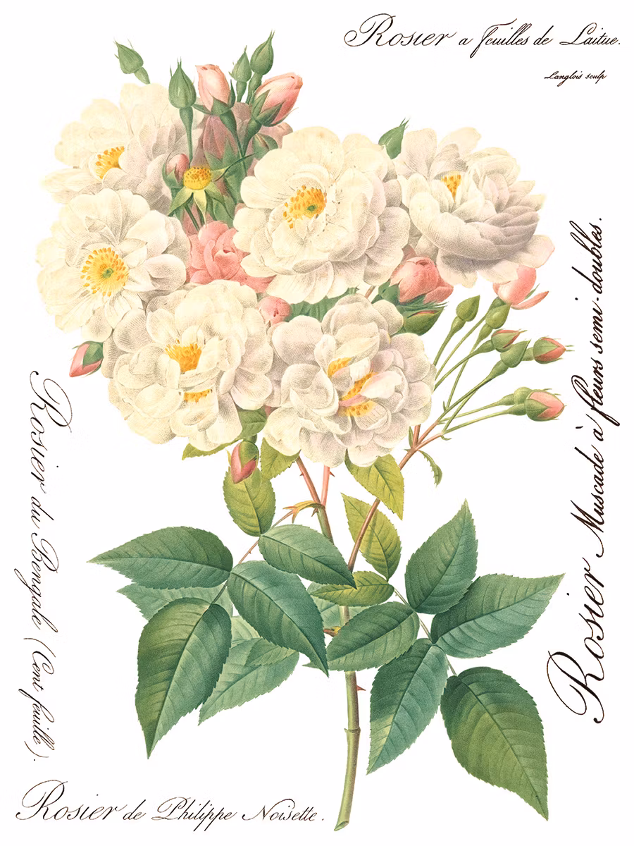 IOD Transfer Rose Botanical