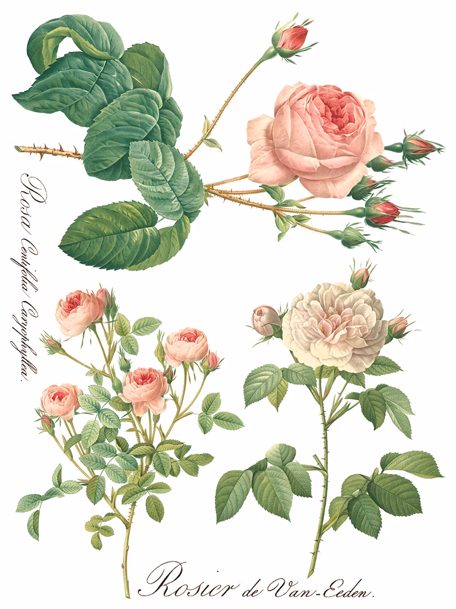 IOD Transfer Rose Botanical
