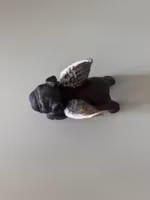 Änglahund 4