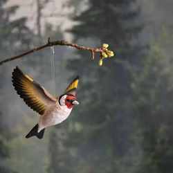 Flygande Steglits handsnidad i lindträ