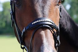 DIVOYH Aachen Silver