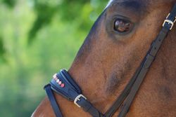 DIVOYH Aachen Pink