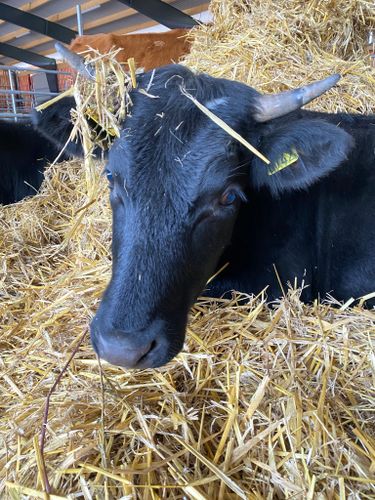 Bli ko fadder till Bokeslundsgårdens Nymeria II 142