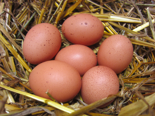 Gammal Svensk Rhode Island Red RIR