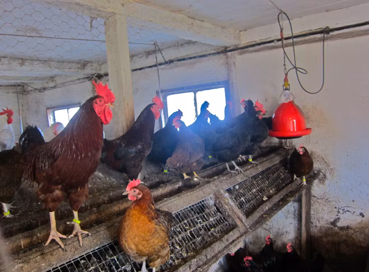 Gammal Svensk Rhode Island Red RIR