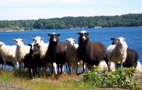 Lammkött