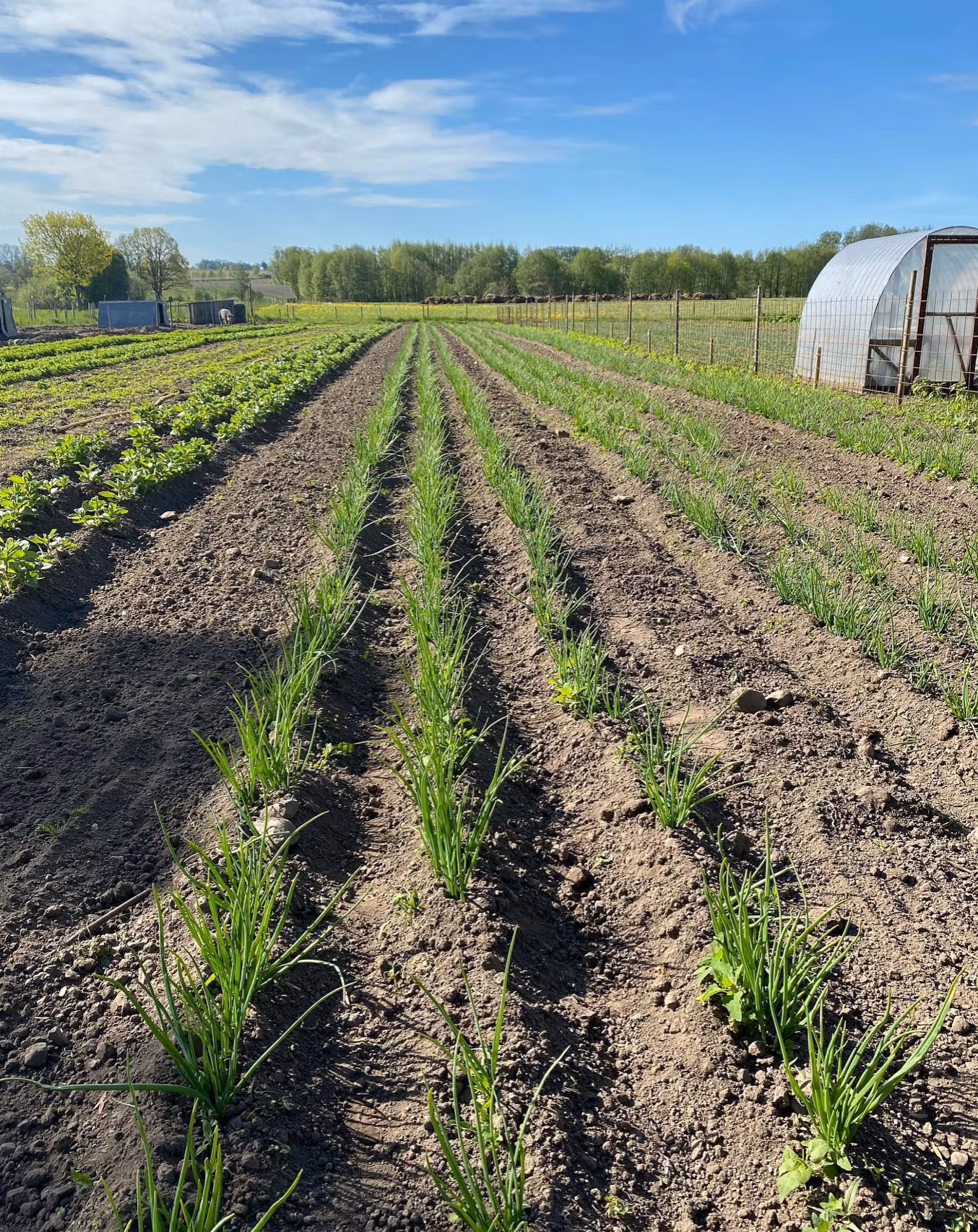 Potatislök Maglasäte minst 5 lökar +port
