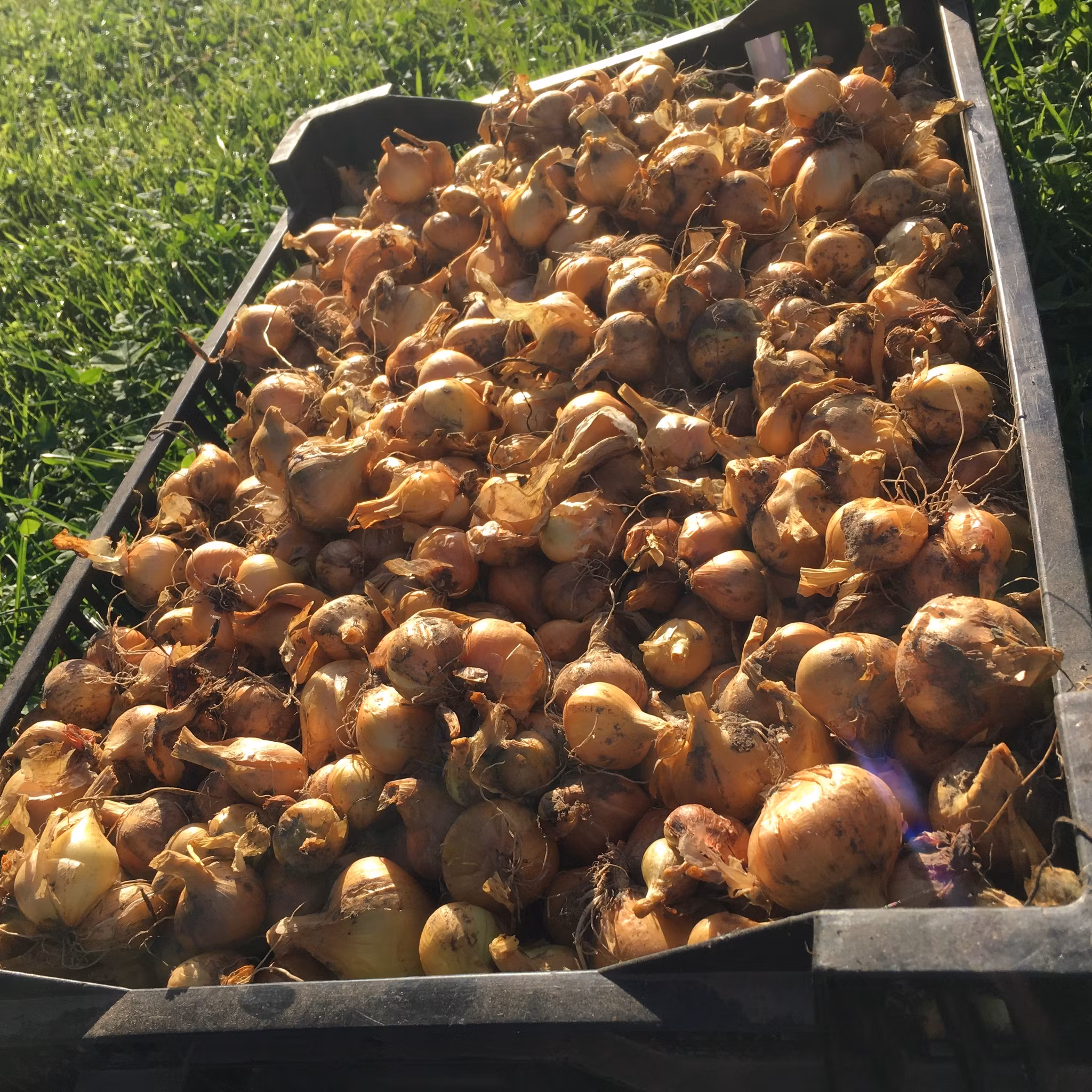 Potatislök Maglasäte minst 5 lökar +port