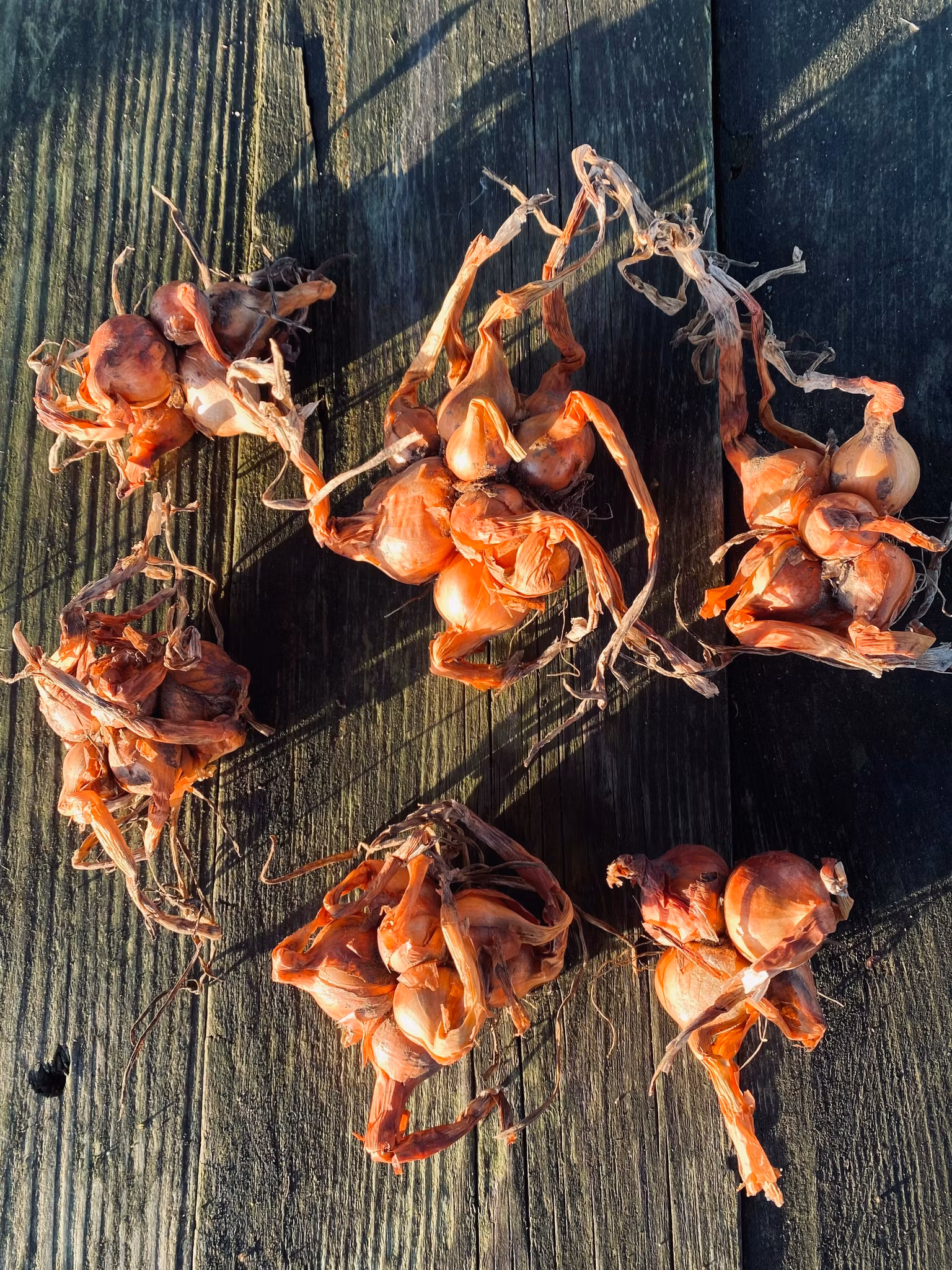 Potatislök Maglasäte minst 5 lökar +port