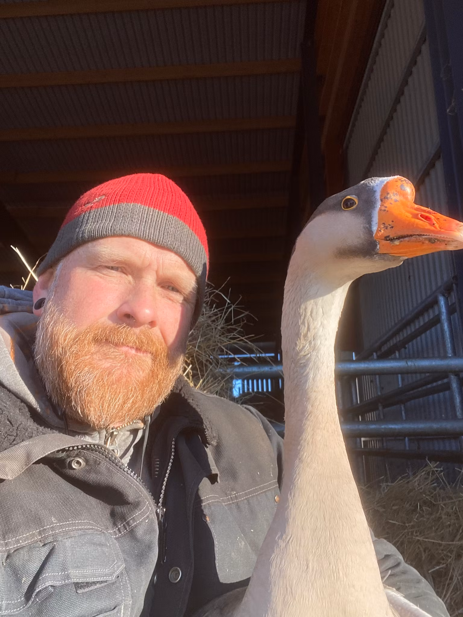 Knöliga gäss