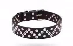 Gaskavárri - fast hundhalsband