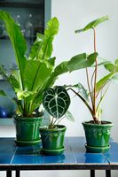 Bergs Potter -  Copenhagen - Green Glazed