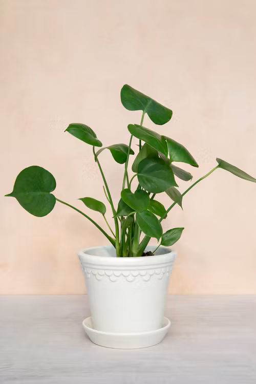 Bergs Potter - Copenhagen - White Glazed
