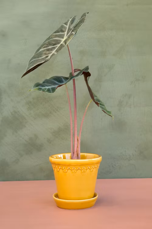 Bergs Potter -  Copenhagen - Yellow Glazed