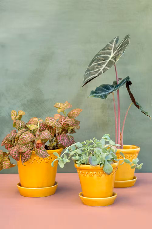 Bergs Potter -  Copenhagen - Yellow Glazed