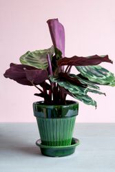 Bergs Potter - Simona - Green Glazed