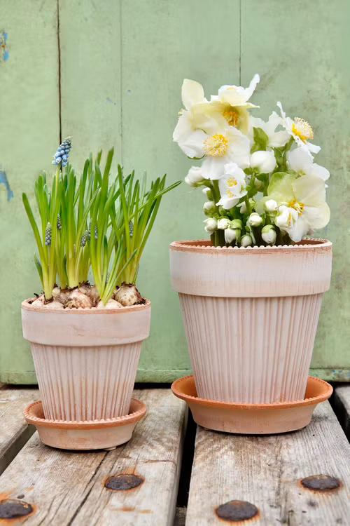 Bergs Potter - Simona - Raw Rosa