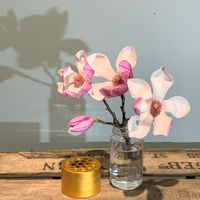 HANATABA - Original Guld