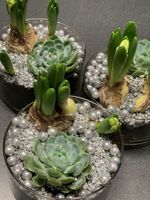 Nyårs plantering - Silver i glas