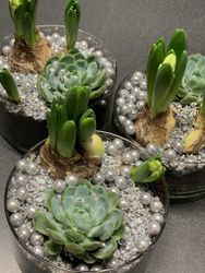 Nyårs plantering - Silver i glas