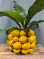 Birch Nielsen - Citron