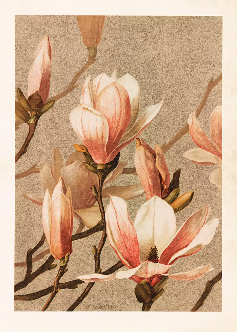 Vintage poster - Magnolia