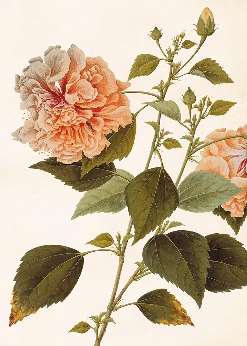 Sköna Ting - Poster - Hibiskus - 50x70