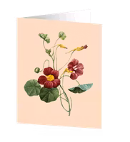 Cards by Jojo - Indian Cress - Medium kort