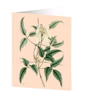Cards by Jojo - Clematis - Medium kort