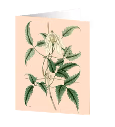 Cards by Jojo - Clematis - Medium kort