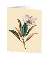 Cards by Jojo - Magnolia - Medium kort