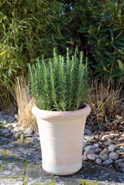 Västanvinden - Tunisien - Terracotta tjock kant