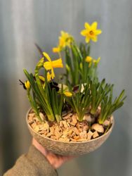 Påsk plantering - Lilja