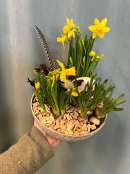 Påsk plantering - Lilja