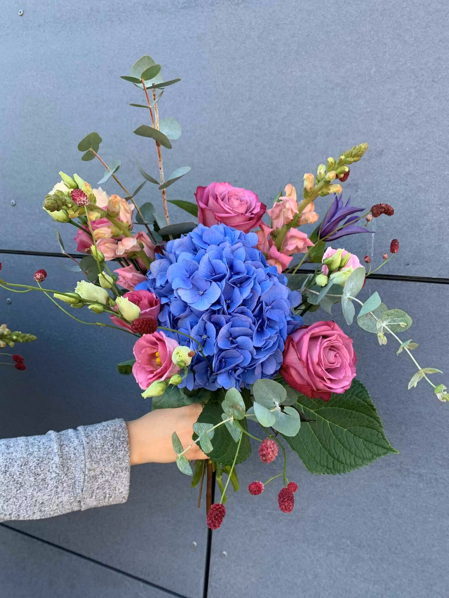 Student - Blått & Cerise