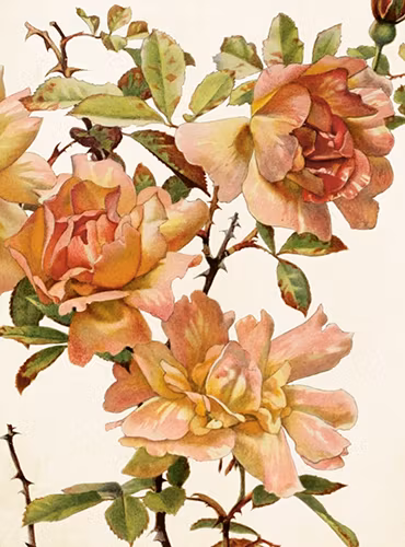 Sköna Ting - Dubbelkort med kuvert - St419-2