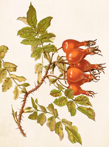 Sköna Ting - Dubbelkort med kuvert - St418-2