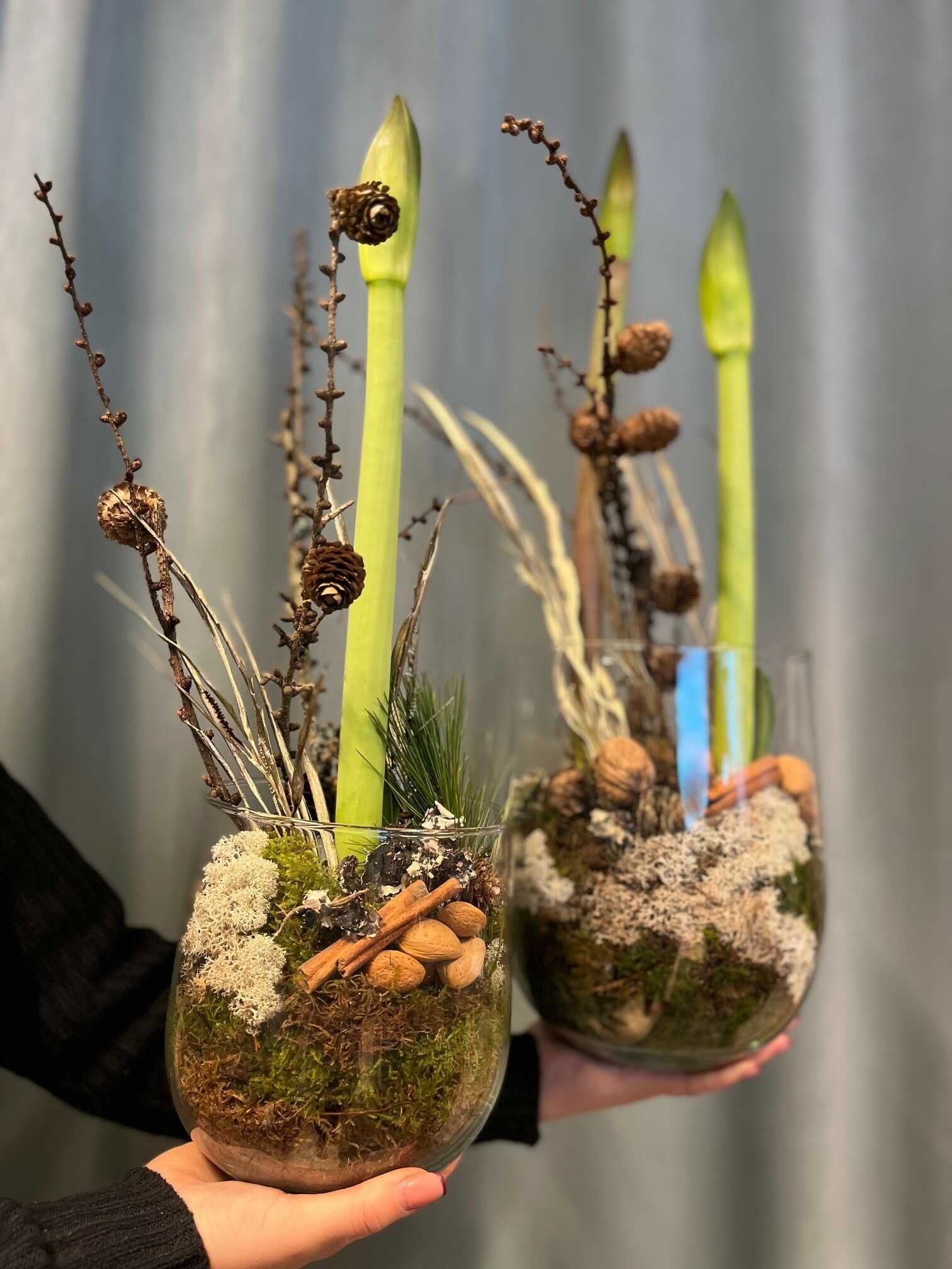 Amaryllis i glas - Natur