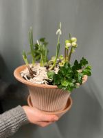 Plantering - Vårkänslor med terrakotta