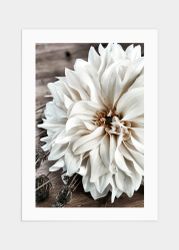 White flower poster