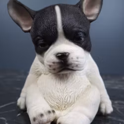 Sitting puppy - Fralla